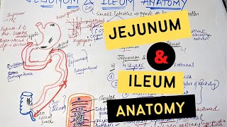 Histology of Duodenum Jejunum amp Ileum [upl. by Iarised206]