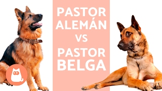 Pastor alemán vs pastor belga ¿cuál elegir [upl. by Asiil413]