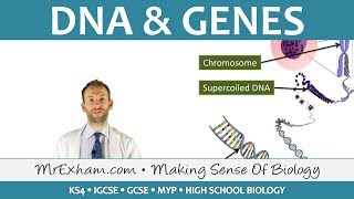 DNA and Genes  GCSE Biology 91 [upl. by Miranda]