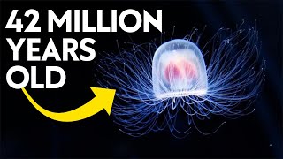 The Immortal Jellyfish Facts That Will SHOCK YOU [upl. by Selden]