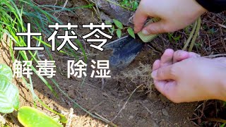 【土茯苓】能治花柳病：梅毒！赶紧收藏起来，万一哪天能用到！ [upl. by Emmi]