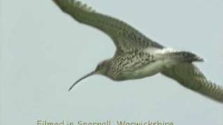 Curlew Capers and song [upl. by Lippold]