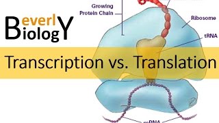 Transcription vs Translation [upl. by Kasevich372]