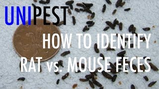 How to Identify Rat vs Mouse Feces Unipest DIY Pest Control in Santa Clarita Series [upl. by Kamila]