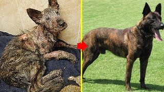 Rescue an Abandoned Dog Lose Hope Transformed After Just 2 Weeks Of Love [upl. by Woehick]