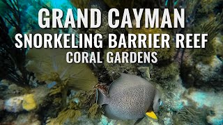 Snorkeling GRAND CAYMAN ISLAND Barrier Reef and Coral Gardens 4K [upl. by Akima]