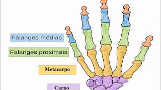 Anatomia do Esqueleto Humano [upl. by Dnarud929]