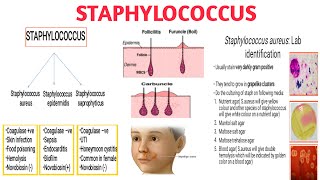 Staphylococcus II Pathogenicity II Clinical significance II Diagnosis and treatment [upl. by Attoynek]