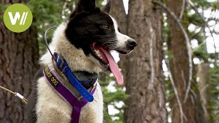 Bärenhunde lehren Bären in der Wildnis zu bleiben [upl. by Carl198]