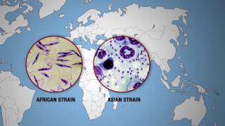 KILLER DISEASES  Leishmaniasis Around the World [upl. by Trofmoc]