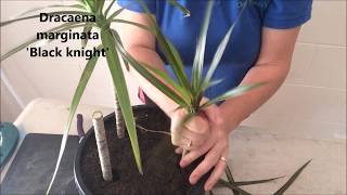 How to Prune amp Propagate your Draceana plants [upl. by Inava402]