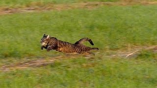 Running cat  slow motion 100fps [upl. by Nuhs]