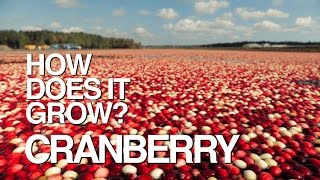 CRANBERRY  How Does It Grow [upl. by Tsirhc]