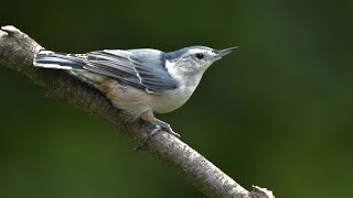 White Breasted Nuthatch Bird Sound With Video [upl. by Ylrad]