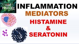 INFLAMMATION Part 4 Chemical Mediators HISTAMINE amp SEROTONIN [upl. by Eimmot]