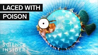 What’s Inside A Puffer Fish [upl. by Lananna]