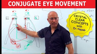 Saccades  Conjugate Eye Movement [upl. by Anirdnaxela]