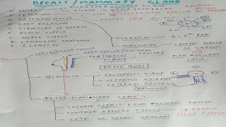 Mammary gland Anatomy  1  TCML [upl. by Bandler]