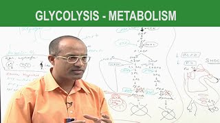 Glycolysis  Metabolism  Dr Najeeb [upl. by Dalia674]