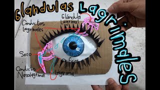 Glándulas Lagrimales maqueta de papel [upl. by Anayt872]