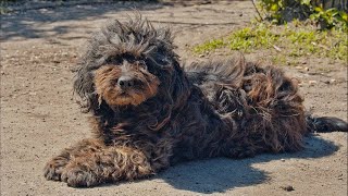 Old Scared Dog Turns into Happy Puppy after being Rescued [upl. by Lleon120]