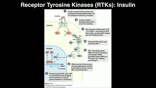 Biosignaling  Receptor Tyrosine Kinases amp Insulin [upl. by Mamie357]