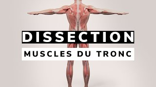 Révision ANATOMIE des MUSCLES du TRONC [upl. by Thomajan]