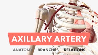 Axillary Artery  Anatomy Branches amp Relations [upl. by Llevaj]