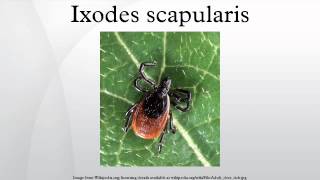 Ixodes scapularis [upl. by Ahsrats]