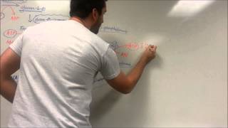 Easy Glycolysis Pathway [upl. by Imoen]