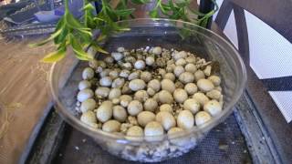 Chameleon Eggs Hatching Time Lapse [upl. by Prakash]