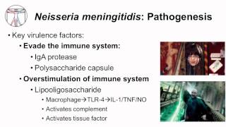 1 Microbiology of Neisseria [upl. by Schaumberger]