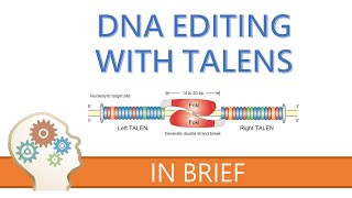 TALENs  TALE NUCLEASES  GENE EDITING EXPLAINED [upl. by Anitroc]