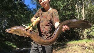 Spearfishing HUGE Eels Catch n Cook primitive spear making [upl. by Ardnuas]