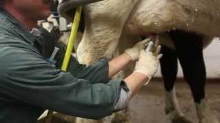 How to infuse antibiotics into dairy cows to treat infections [upl. by Surovy973]