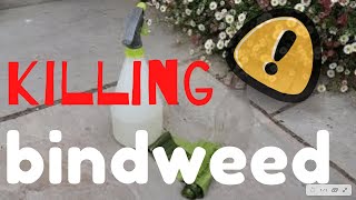 Killing BINDWEED  The SIMPLE way bindweed [upl. by Dnarb]