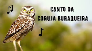 Canto da Coruja Buraqueira  Burrowing Owl Singing  Athene Cunicularia [upl. by Nixon937]