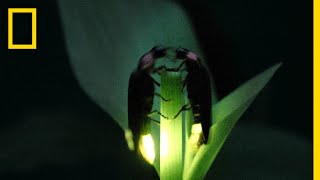 Fireflies Put on a Spectacular Mating Dance  Short Film Showcase [upl. by Nellad]