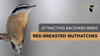 Attracting Backyard Birds Redbreasted Nuthatches [upl. by Atnomed]