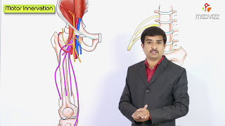 Femoral Nerve Anatomy Animation  Origin Course Branches and Clinical application  USMLE Step 1 [upl. by Desiree]