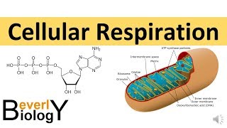 Cellular Respiration in detail [upl. by Kellene620]