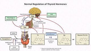 Understanding Hyperthyroidism and Graves Disease [upl. by Stormy]