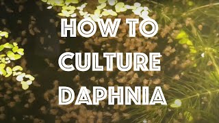 How To Culture Daphnia Magna [upl. by Airbma]