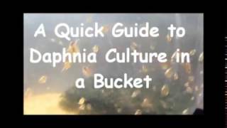 How to culture daphnia outside [upl. by Teena]