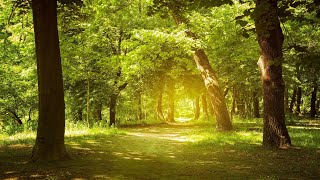 Relaxing Music Enchanting Forest Nature Sounds Piano Music Stress Relief [upl. by Holbrook]