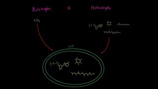 Autotrophs vs Heterotrophs EVERYTHING YOU NEED TO KNOW Biology Metabolism MCAT [upl. by Adolfo976]