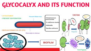 Glycocalyx and its functions [upl. by Follmer]