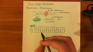 Zinc Finger Nucleases [upl. by Brien560]