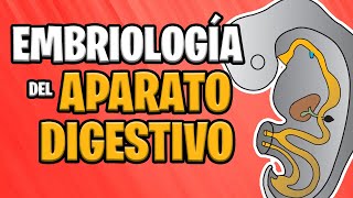 ✅ EMBRIOLOGÍA del APARATO DIGESTIVO 🍔💩 [upl. by Aleekahs278]