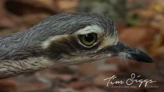 Bush Stone Curlew  Burhinus grallarius  HD Video Clip 1 Australian Bird Media [upl. by Emmey]